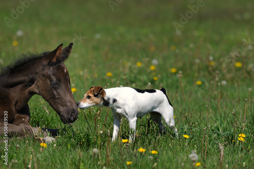 cute young foal meets jack russell terrier dog on rural farm green grass paddock cute animal photo baby horse and dog touching noses meeting for the first time curiosity love and friendship horizontal