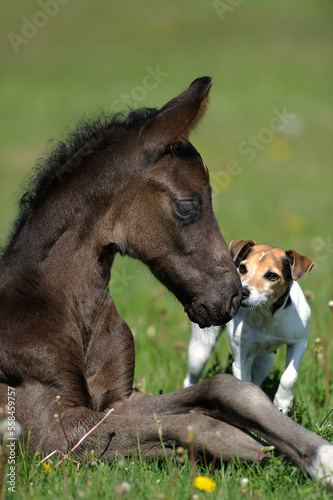cute young foal meets jack russell terrier dog on rural farm green grass paddock cute animal photo baby horse and dog touching noses meeting for the first time curiosity love and friendship vertical