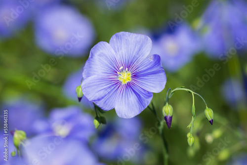 The perennial flax (lat. Linum perenne), of the family Linaceae. Central Russia.