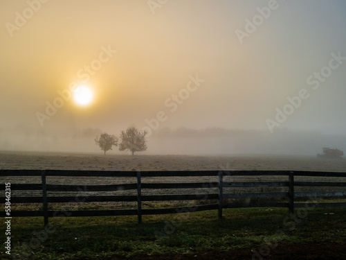 pair of trees in a foggy sunrise