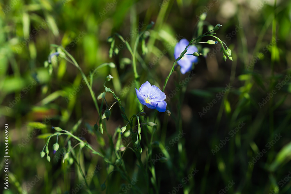 The perennial flax (lat. Linum perenne), of the family Linaceae. Central Russia. The perennial flax (lat. Linum perenne), of the family Linaceae. Central Russia.