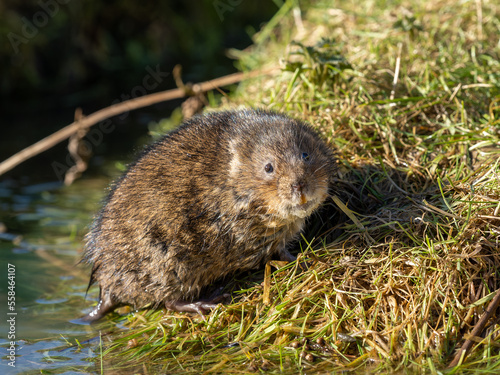 Water Vole on a Grass Bank by Water