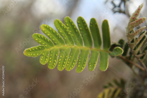 Resurrection Fern (Pleopeltis polypodioides)