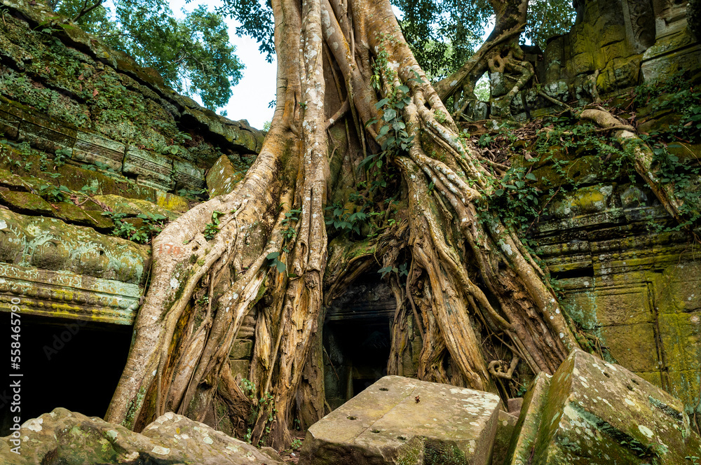 A Tetrameles Nudiflora tree in Ta Prohm temple, Angkor, Cambodia.