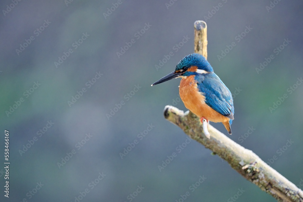 eisvogel, bird, wild lebende tiere, tier, natur, blau, eisvogel, bird, wild lebende tiere, tier, natur, blau,