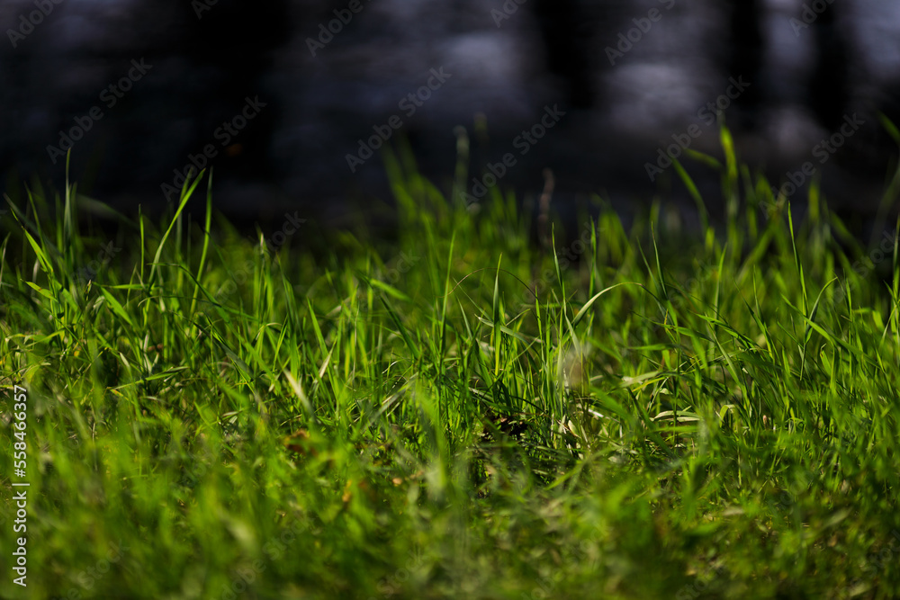 grass lawn flooded with light against the background of dark water