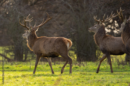 Herd of red deer stags © Adam