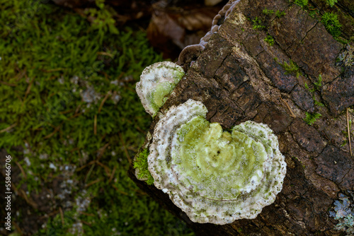 Fungus on Tree Bark. Fungus growing on tree bark, ideal for backgrounds, nature themes, texture themes.

 photo