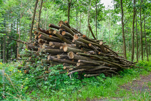Drewno na opa   chrust plus zebrany w lesie