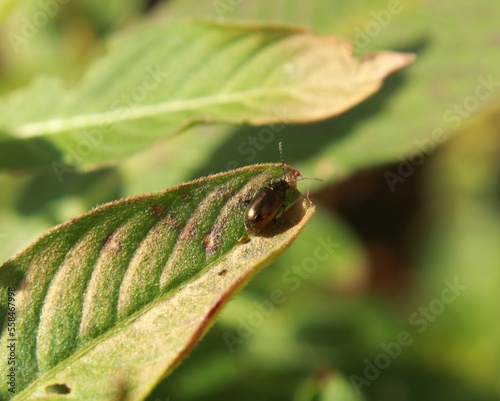 Brassy Leaf Beetle (Phratora vitellinae)