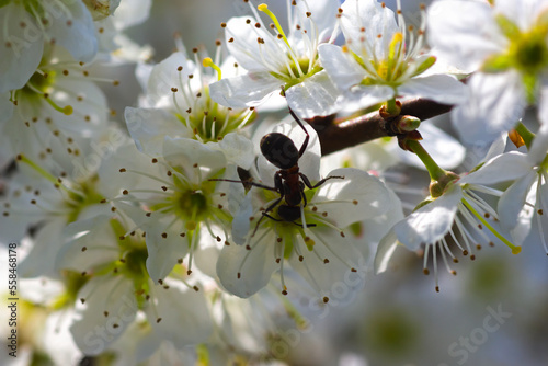 bee on a branch