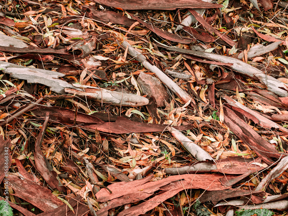 Eucalyptus leaves and barks lay on the ground. Relaxing image with natural earthy colors. Eucalyptus leaves and barks lay on the ground. Relaxing image with natural earthy colors.