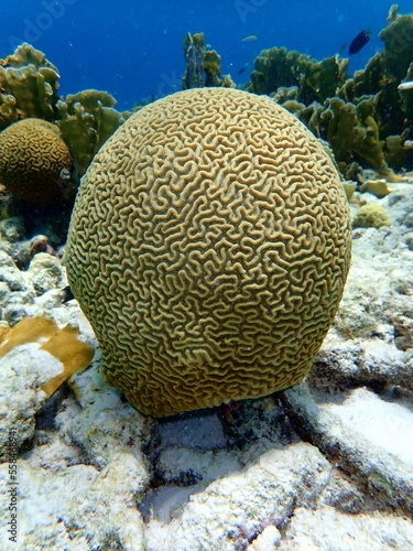 tropical brain coral, Bonaire