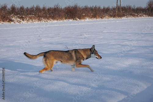 Young Tamaskan dog runs during winter in Poland photo