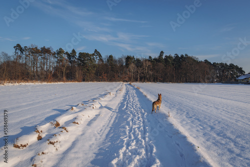 Tamaskan dog on a field road during winter in Poland