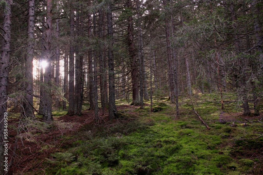 A sun beams in the forest at Sumava national park, Czech republic A sun beams in the forest at Sumava national park, Czech republic
