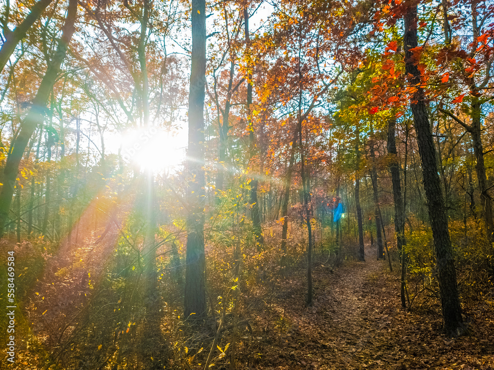 afternoon sun rays in the forest