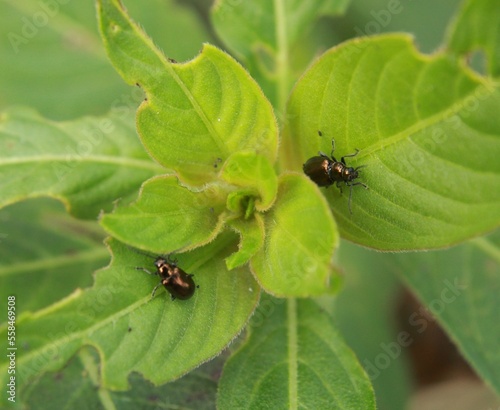 Brassy Leaf Beetle (Phratora vitellinae)