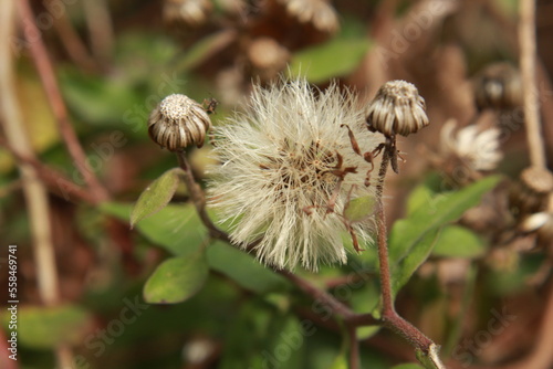 Dandelion (Taraxacum officinale)