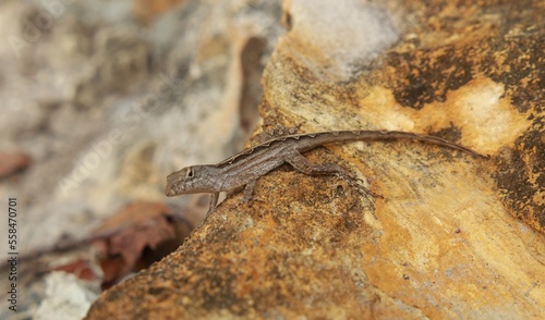 Brown Anole Lizard (Anolis sagrei)