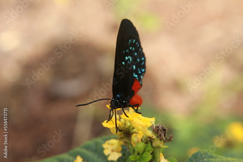 Atala Butterfly (Eumaeus atala)