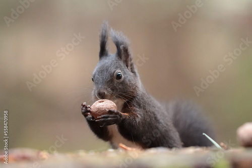 Eichhörnchen im Wald © MerkAngela.WH