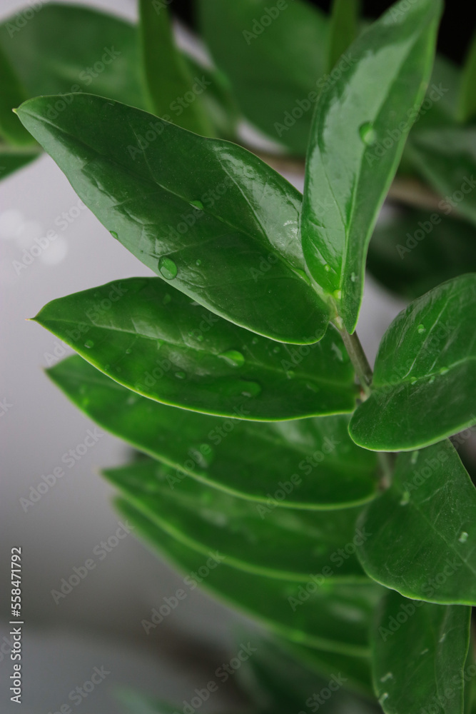 close up of green Zamioculcas plant leaves with water drops close up of green Zamioculcas plant leaves with water drops