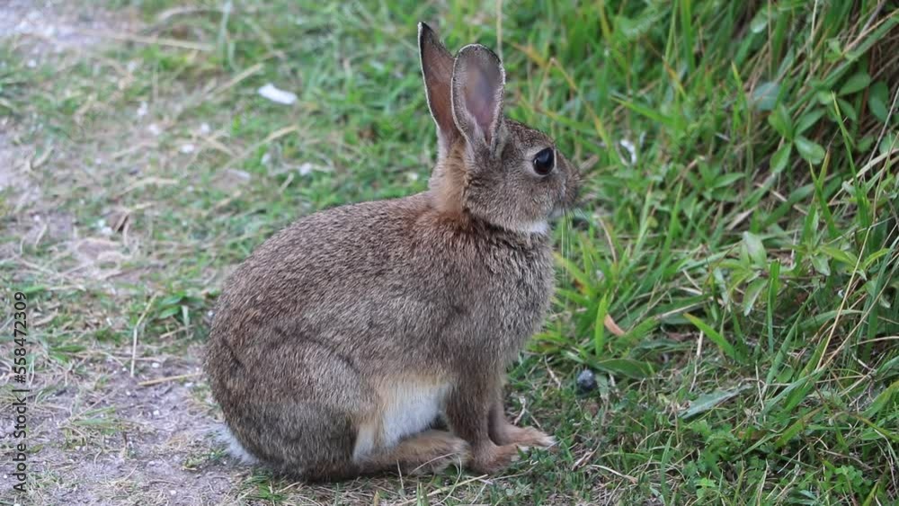 Young European hare at White Cliffs of Dover, England Great Britain Young European hare at White Cliffs of Dover, England Great Britain