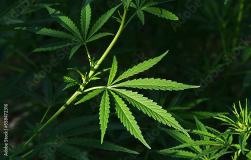 The cannabis plants on a dark background. The texture of the leaves of cannabis. Selective focus.