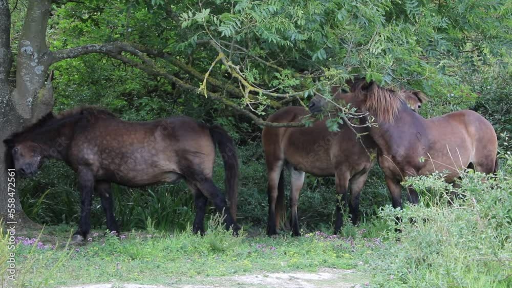 Wild horses at shoreline, England Great Britain Wild horses at shoreline, England Great Britain