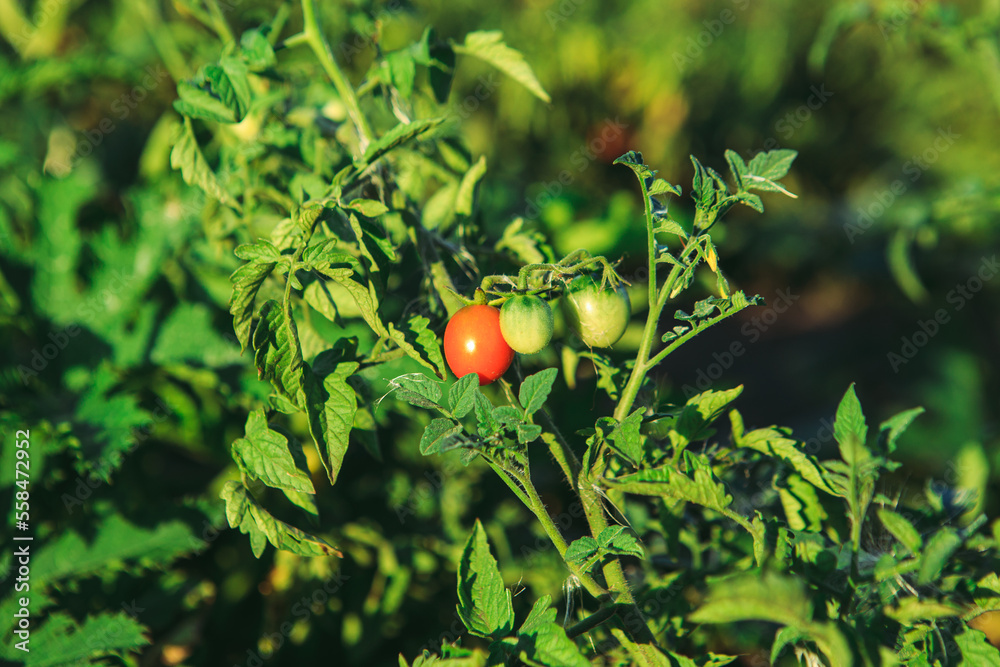 Ripening tomatoes in a bed on a sunny day. Growing a tomato in the open ground. A branch of a tomato bush in close-up.