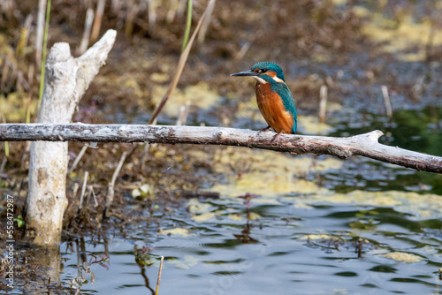 Juvenile male common kingfisher sitting on a perch at Lakenheath Heath nature reserve in Suffolk, UK