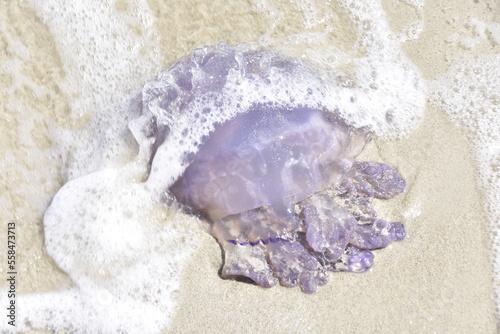Fototapeta Naklejka Na Ścianę i Meble -  meduza, plaża, woda, morze, morski, piach, ocean, fala, 