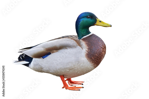 Mallard duck isolated ( Anas platyrhynchos )