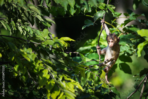 Photography Portrait, little monkey or Macaca is dangling, looking like Tarzan on a branch