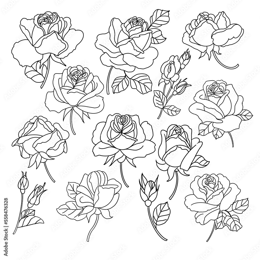 Blossom roses flower buds. Set of Digital hand drawn vector outline illustrations
