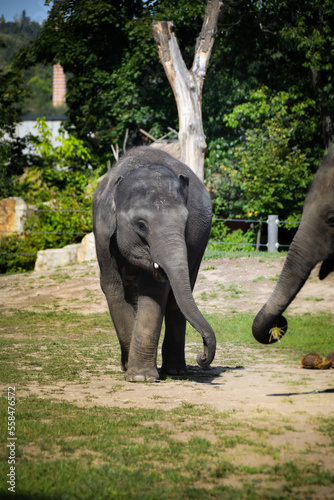 Portrait of boy indian elephant in zoo. He is so big  he is walking in his habitat.