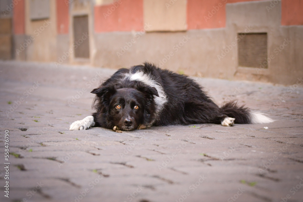 Border collie is laying in city center. She is in center of Prague. She is so patient model. Border collie is laying in city center. She is in center of Prague. She is so patient model.