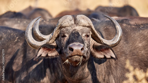 Kaffernbüffel - Buffalo