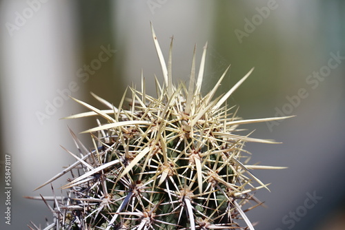 A stenocereus eruca cactus in close up