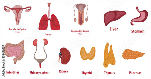 Human internal organs. Vector sketch isolated illustration. Reproductive system, lungs,liver,intestine,stomach,Hand drawn doodle anatomy symbols set.