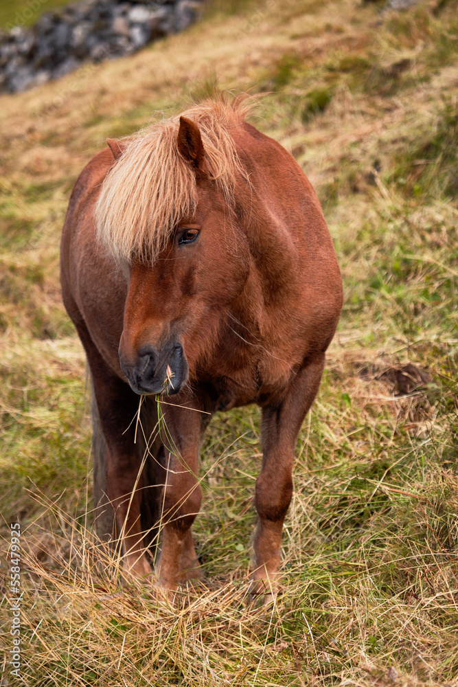 Brown horse in the wild in the faroe islands Brown horse in the wild in the faroe islands