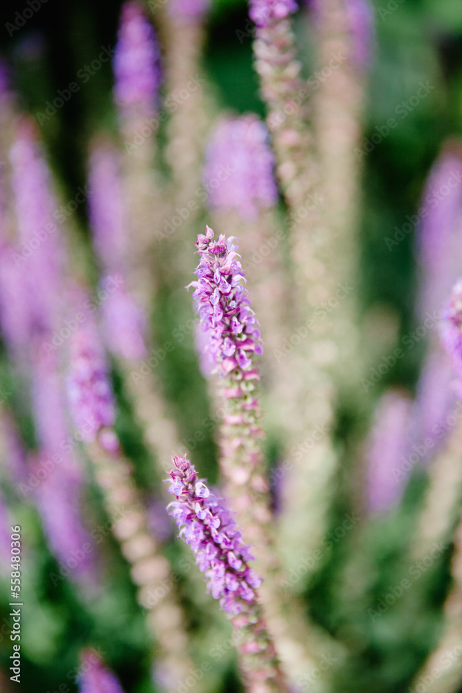 Close up of Lavender Flowers Close up of Lavender Flowers