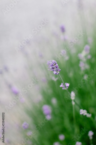 Close up of Lavender Flower