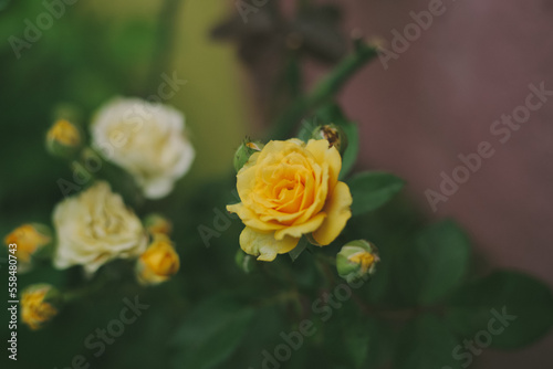 yellow rose in garden