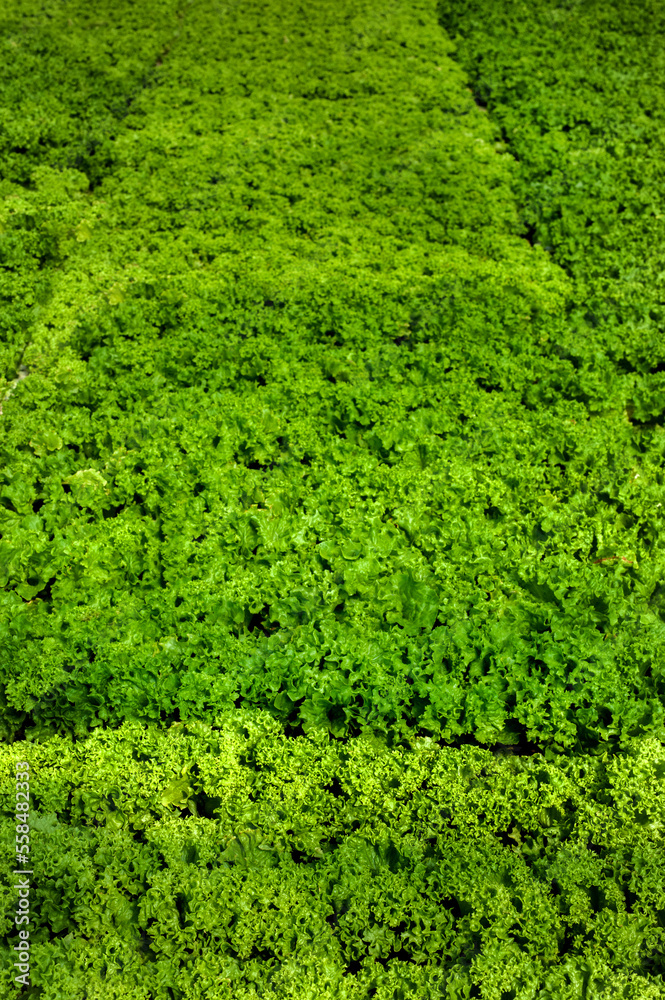 close up of leaves of lettuce bushes in a greenhouse