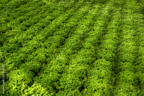 Industrial greenhouses with lettuce, rows and lines of lettuce leaves