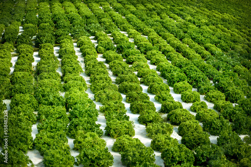 Rows of lettuce bushes in a greenhouse, industry of Lettuce hydroponic crops