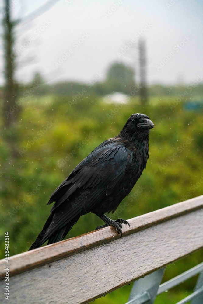 Fototapeta premium large black raven standing on railing in nature