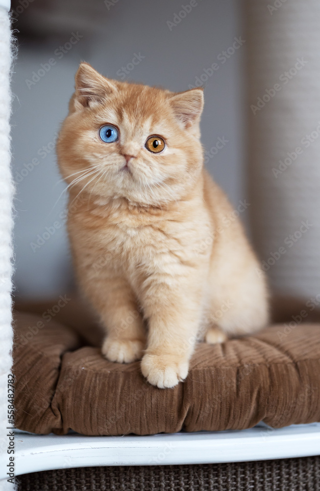Bkh Rot Britisch Kurzhaar Katzenkind in red smoke dominant Odd eyed Stock Photo ...